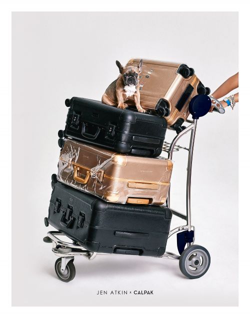 Dog sits atop stacked luggage on a cart against a clean white backdrop, offering a playful take on travel essentials and pet-friendly travel.