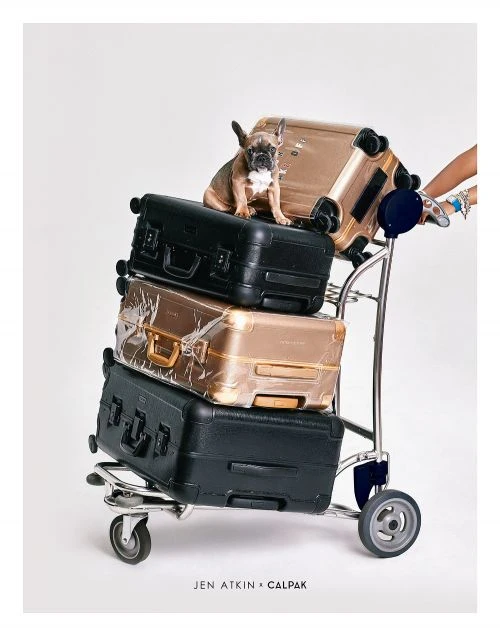 Dog sits atop stacked luggage on a cart against a clean white backdrop, offering a playful take on travel essentials and pet-friendly travel.