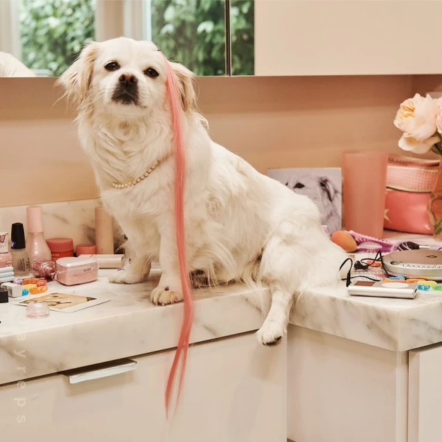 Small, fluffy white dog sits on a marble-top vanity with pink hair extension, wearing a pearl necklace, in an indoor bathroom setting.