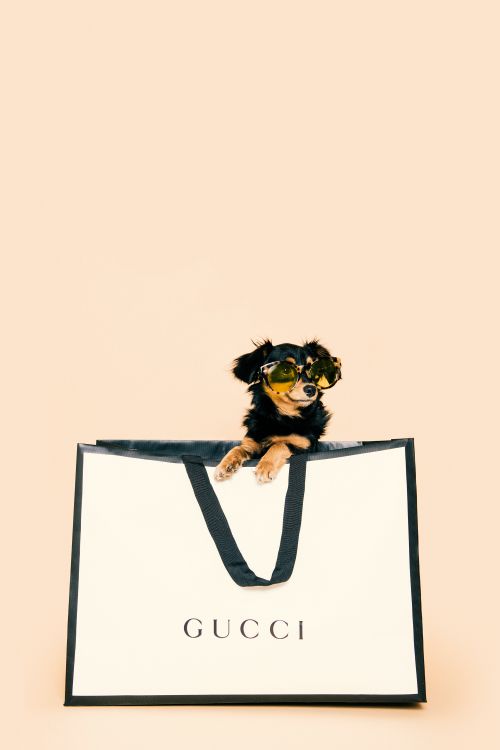 A small dog with sunglasses sits in a white and black Gucci shopping bag against a pale peach background in a vertical shot.