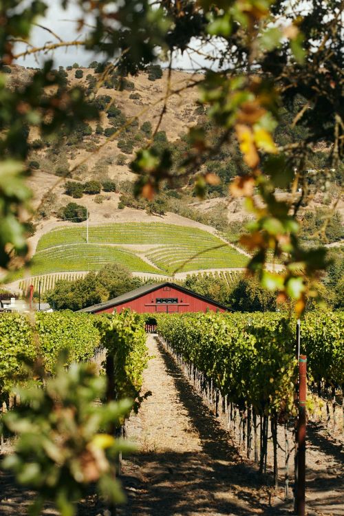 Vineyard row with green leaves and a barn in the background. Rolling hills are visible under a cloudy sky. Landscape orientation.