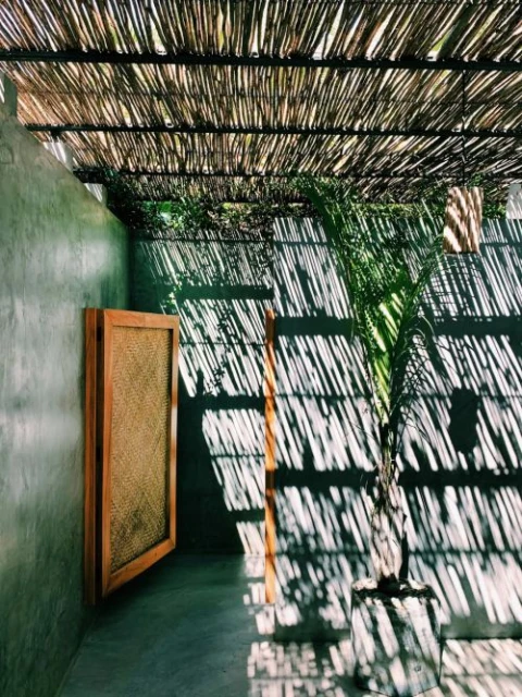 Interior space featuring concrete walls, a wooden accent, and a young palm tree bathed in patterned light from above, creating a tranquil ambiance.