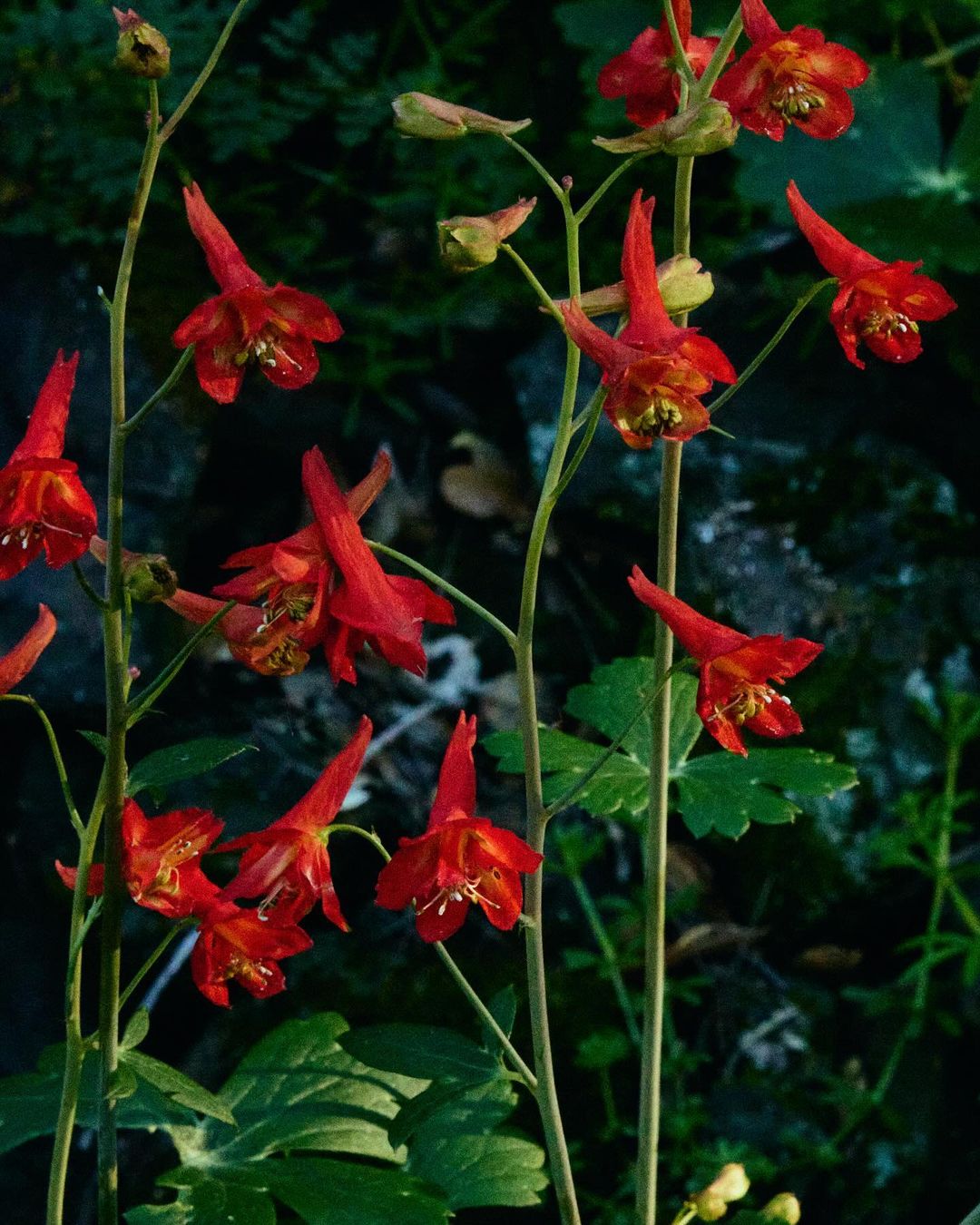 Striking close-up of vibrant red columbine flowers, their unique spurred petals and delicate stamens highlighted against a dark green foliage backdrop.