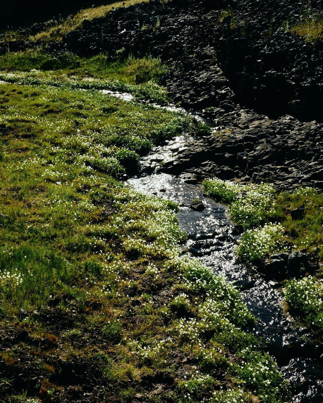 A stream flows through a grassy and rocky landscape dotted with small white flowers, under natural lighting conditions.