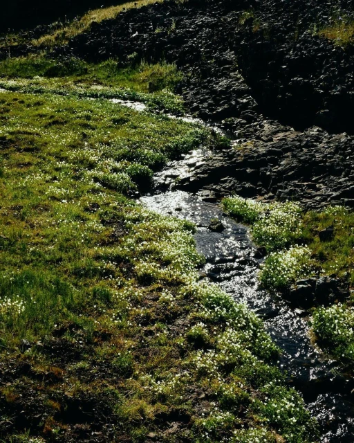 A stream flows through a grassy and rocky landscape dotted with small white flowers, under natural lighting conditions.