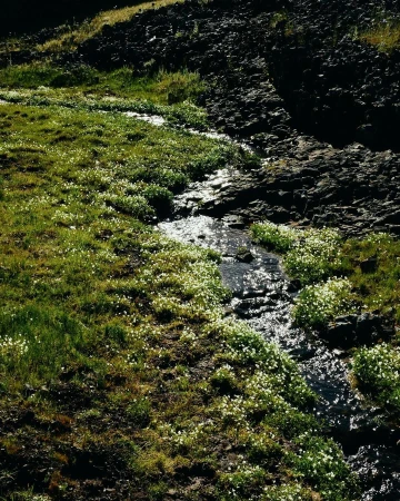 A stream flows through a grassy and rocky landscape dotted with small white flowers, under natural lighting conditions.