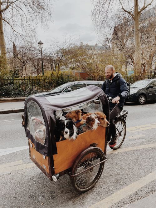 Man cycling with dogs in a carrier in a city setting. The dogs are peering out from the carrier, and the man is smiling.