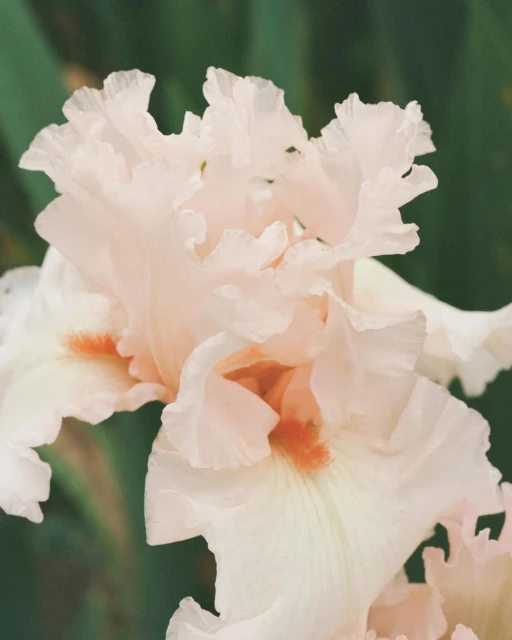 Close-up of a light pink and white iris flower with ruffled petals and a touch of orange in the center, set against a muted green background.