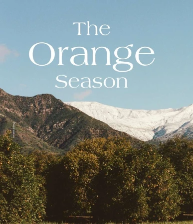 Snow-capped mountains provide a scenic backdrop to a grove of orange trees under a clear sky, showcasing the fruit's vibrant season.
