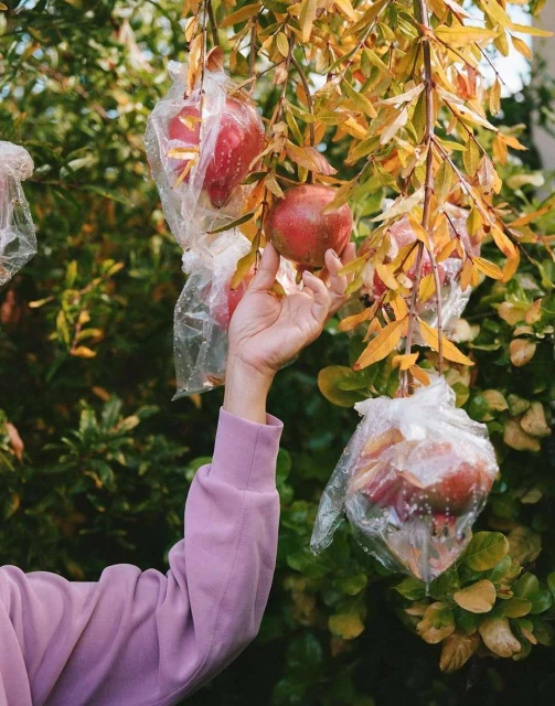 A hand reaches for a pomegranate on a tree branch, with some pomegranates in clear plastic bags and autumn leaves in the background.