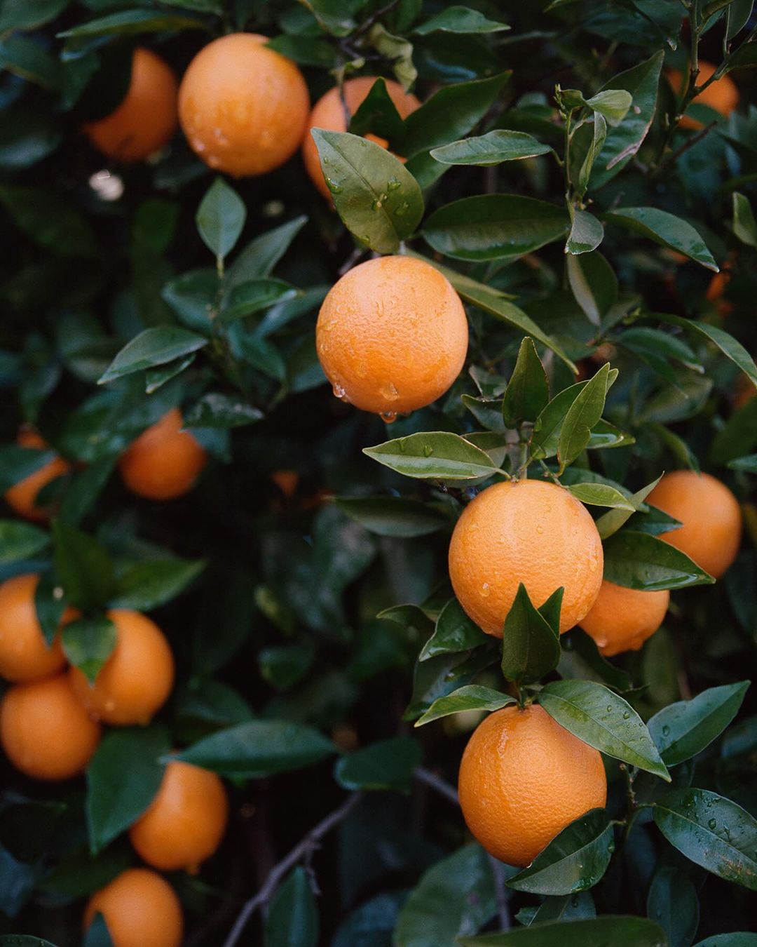 Abundant orange tree bearing ripe fruit with lush green leaves, capturing a vibrant and natural food and beverage aesthetic.