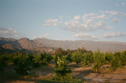 Landscape featuring rows of green plants in a field, with rolling hills and mountains in the background under a blue and cloudy sky.