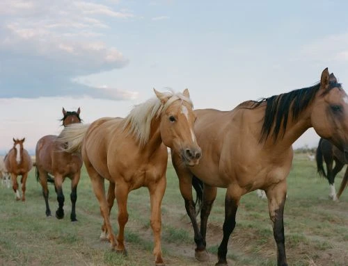 Herd of horses grazing in a grassy field under a cloudy sky. Brown and tan horses walking through a rural landscape on a sunny day.