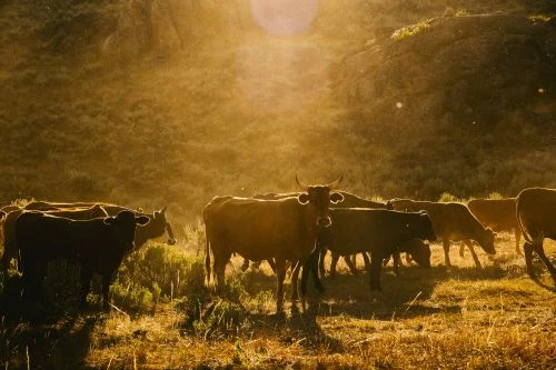 Herd of cows grazing in a sunlit pasture with hills in the background. Golden light washes over the animals and the landscape.