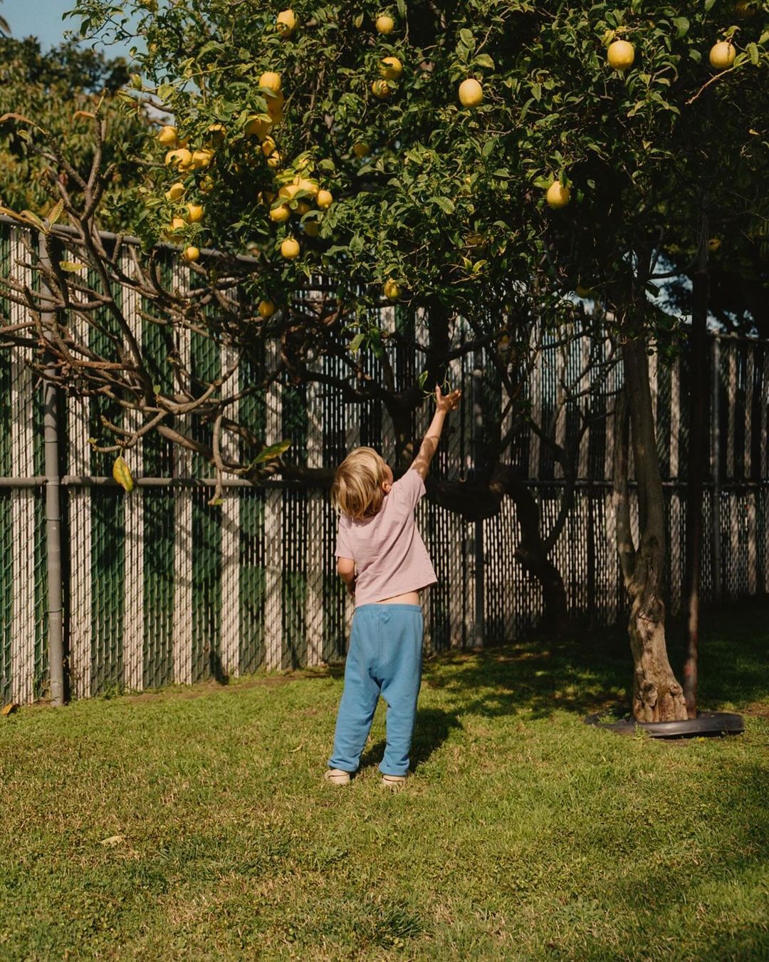 Child reaches for lemons on a tree in a backyard with a green and white fence, capturing a sunny, outdoor scene. 