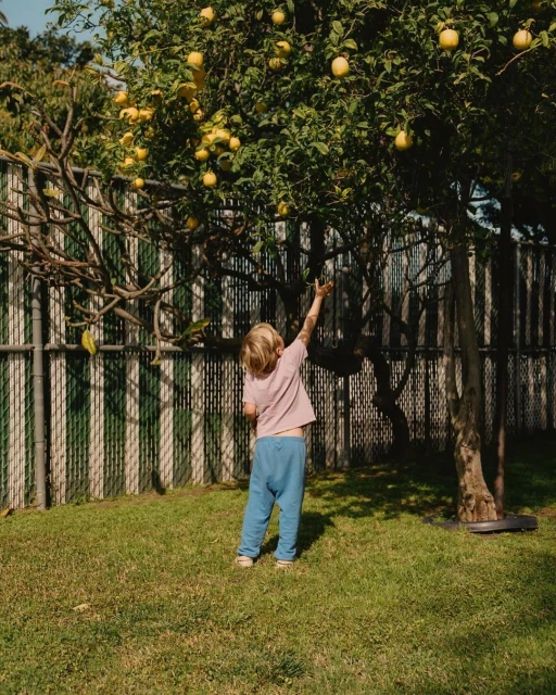 Child reaches for lemons on a tree in a backyard with a green and white fence, capturing a sunny, outdoor scene. 