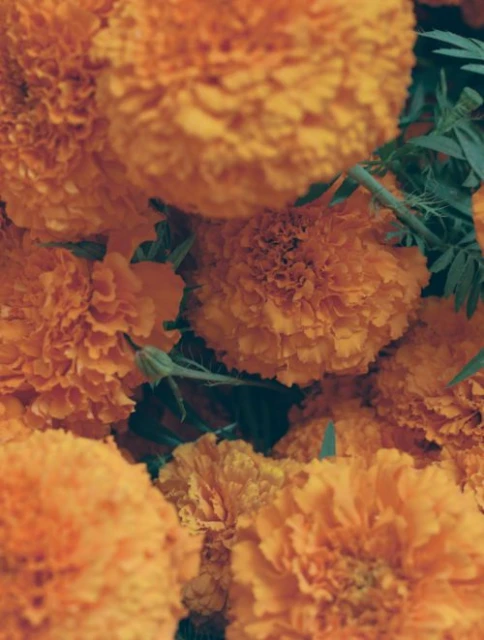 Close-up view of vibrant orange marigold flowers arranged in a dense cluster, showcasing their textured petals and green stems.