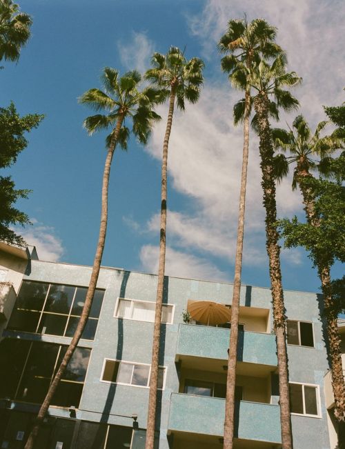Low angle view of palm trees and an apartment building against a blue sky with light clouds on a sunny day.