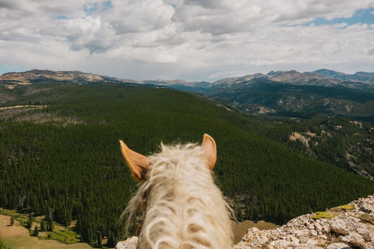 A horse stands on a rocky cliff overlooking a valley filled with green trees and mountains under a cloudy sky in a scenic outdoor landscape.