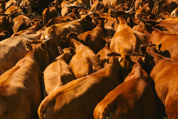 High-angle, close-up shot of a dense herd of brown cattle densely packed together in a pasture in warm light, focusing on texture and color.