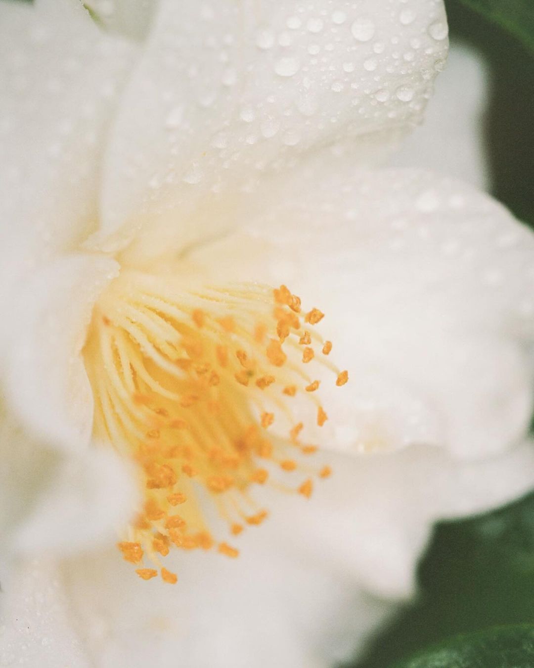 Close-up photograph of a white camellia flower with water droplets on its petals and bright yellow stamens at the center.