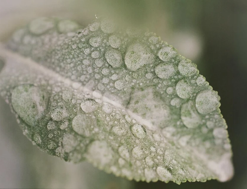 Close-up view of a green leaf covered in translucent water droplets, highlighting textures and natural elements in soft lighting.