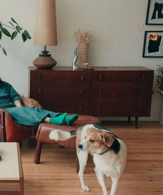 Indoor shot featuring a dog standing on a wood floor next to a brown leather chair with a person and a wooden dresser.