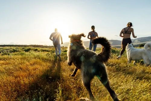 Dogs run toward camera through a grassy field with three people in the background on a sunny day. Open landscape with golden light.