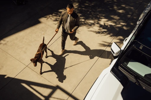 Man walking a brown dog on a leash across a concrete driveway next to a white car, photographed from an elevated high-angle perspective.