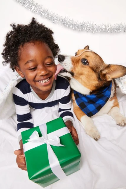 Happy boy and a dog with a bandana on bed, a gift in his hands, smiling with pet's tongue on his cheek. Studio lit. 