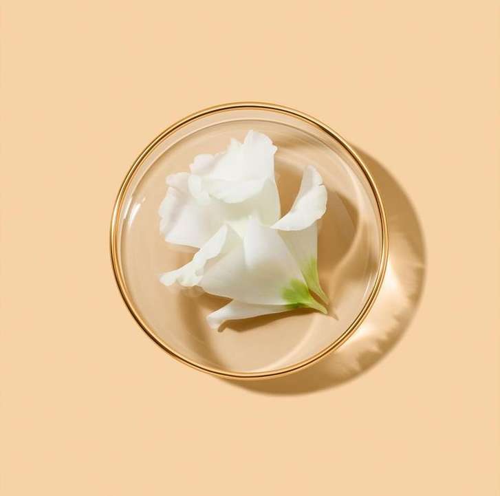 Overhead shot of a white flower in a glass petri dish with gold trim on a light peach-colored background, studio lighting.
