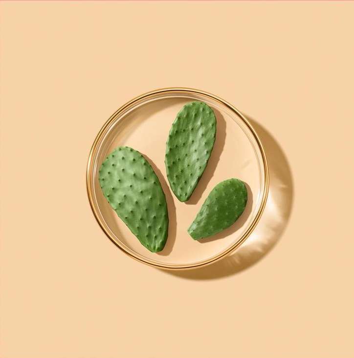 Three green cactus pads arranged in a clear glass dish, casting shadows on a peach-colored background, illuminated by studio lighting.