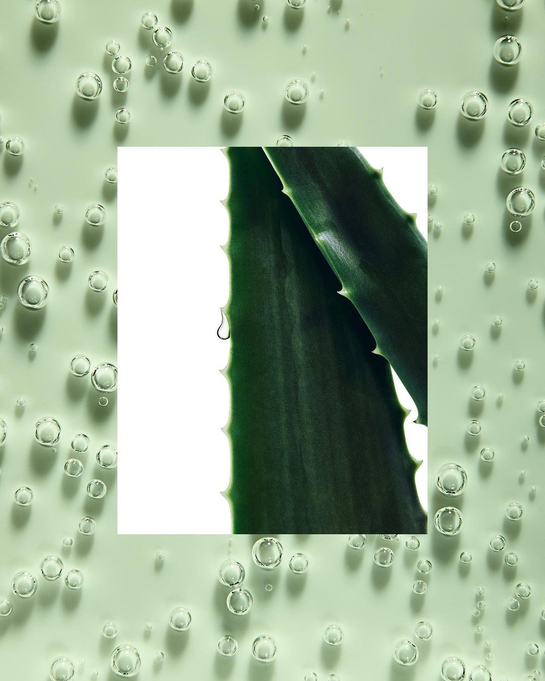 Close-up of two aloe vera leaves, edges facing, with a water droplet. Bubbles accent the pale green background and white center.