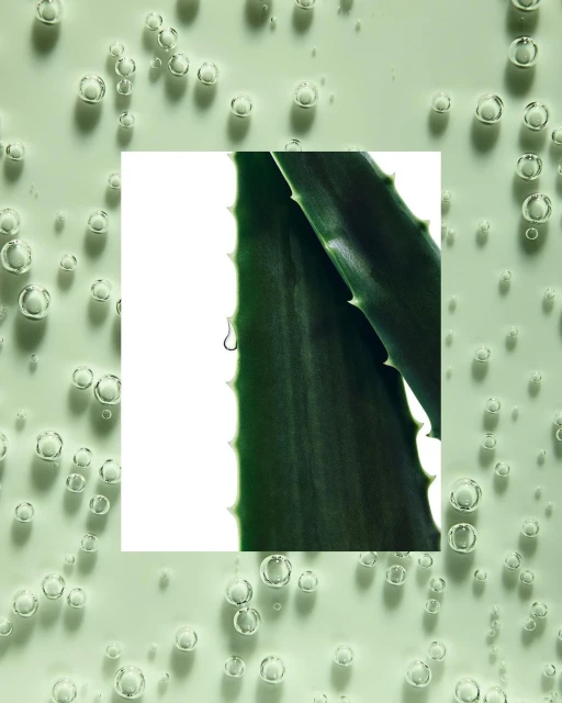 Close-up of two aloe vera leaves, edges facing, with a water droplet. Bubbles accent the pale green background and white center.