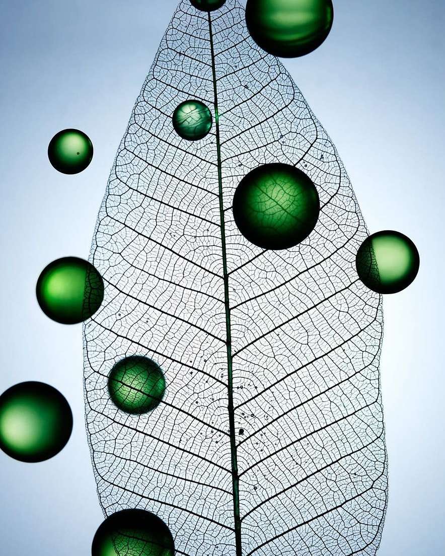 Close-up of a translucent leaf skeleton with floating water droplets, showcasing delicate textures and minimalist botanical art.