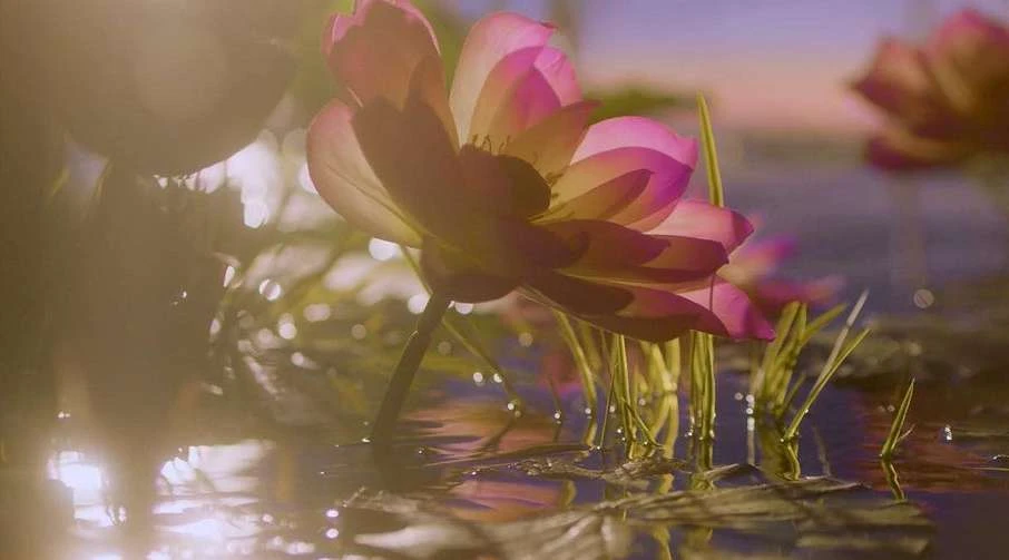 Close-up of pink lotus flower in pond water with green reeds, soft lighting, and a serene, natural outdoor environment at dusk.