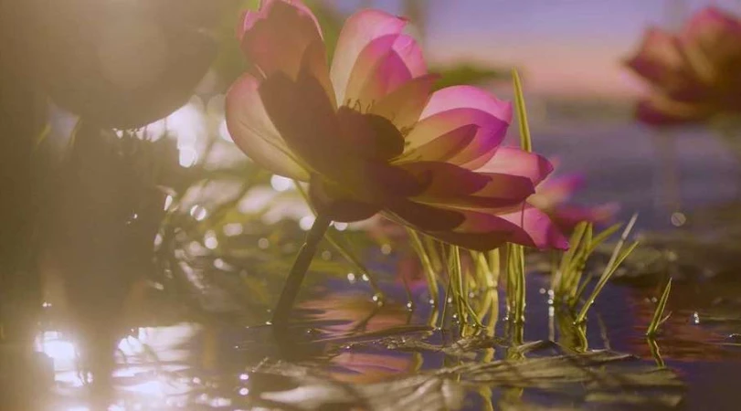 Close-up of pink lotus flower in pond water with green reeds, soft lighting, and a serene, natural outdoor environment at dusk.