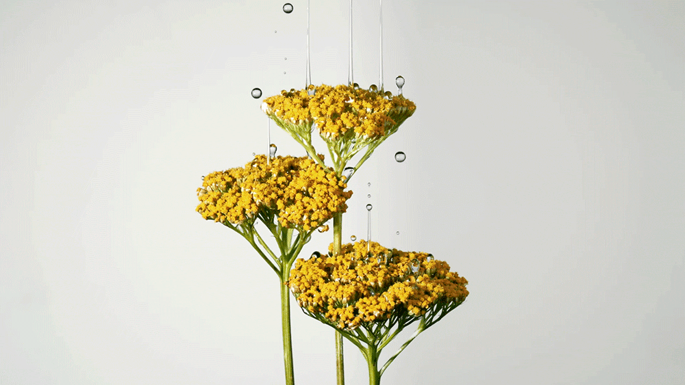 Three yellow yarrow flowers are highlighted against a light background as water droplets cascade down their flower heads and stems.