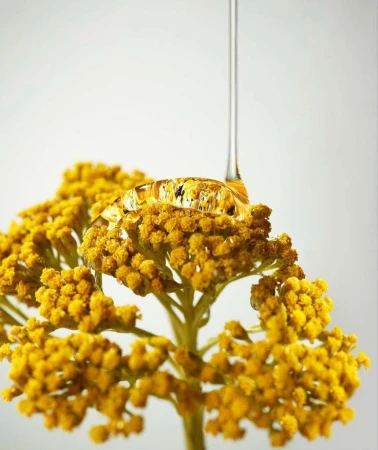 Clear liquid pouring onto a cluster of small yellow yarrow flowers against a neutral light background.