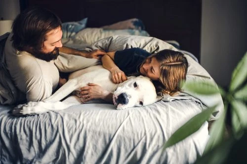 Man and woman lying in bed with a large white dog resting between them in a cozy bedroom