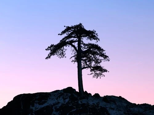 Silhouette of a tree on a hill against a purple and blue gradient sky at dusk, creating a stark contrast and a serene, natural scene.