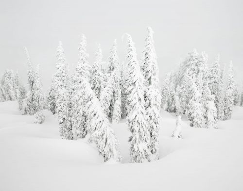 Snow covered trees in a winter landscape create a serene and minimalist composition, with an all-white colour palette. Nature scene.