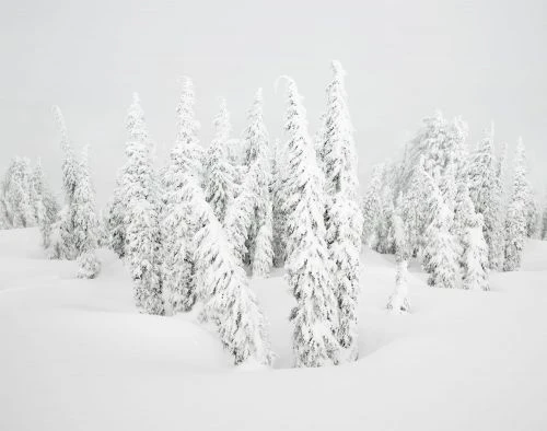 Snow covered trees in a winter landscape create a serene and minimalist composition, with an all-white colour palette. Nature scene.