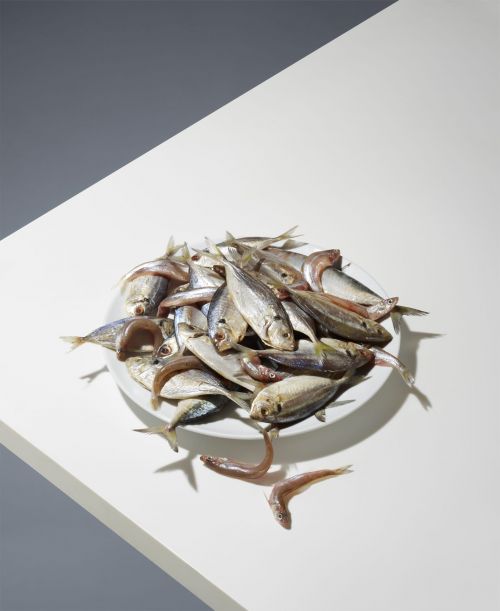 A pile of small dried fish on a white plate resting on an angled white table against a grey wall.