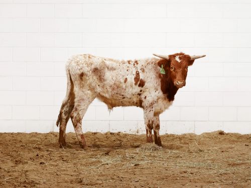 Spotted brown and white longhorn calf stands facing forward in a dirt pen with a white brick wall in the background.