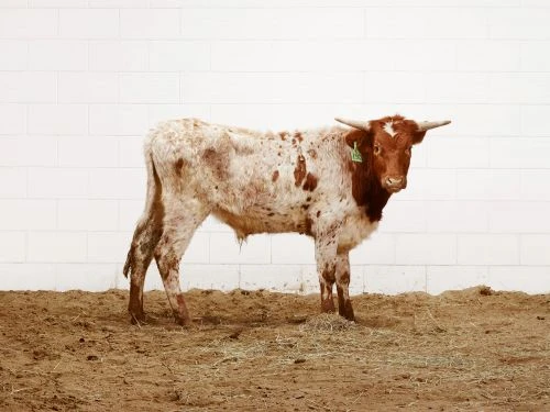 Spotted brown and white longhorn calf stands facing forward in a dirt pen with a white brick wall in the background.