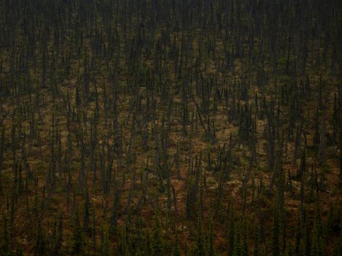 Aerial view of a dense forest of closely packed, coniferous trees with thin trunks, some appearing burnt, under dim lighting.