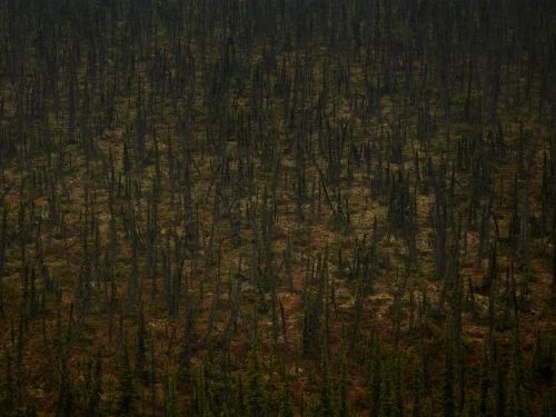 Aerial view of a dense forest of closely packed, coniferous trees with thin trunks, some appearing burnt, under dim lighting.