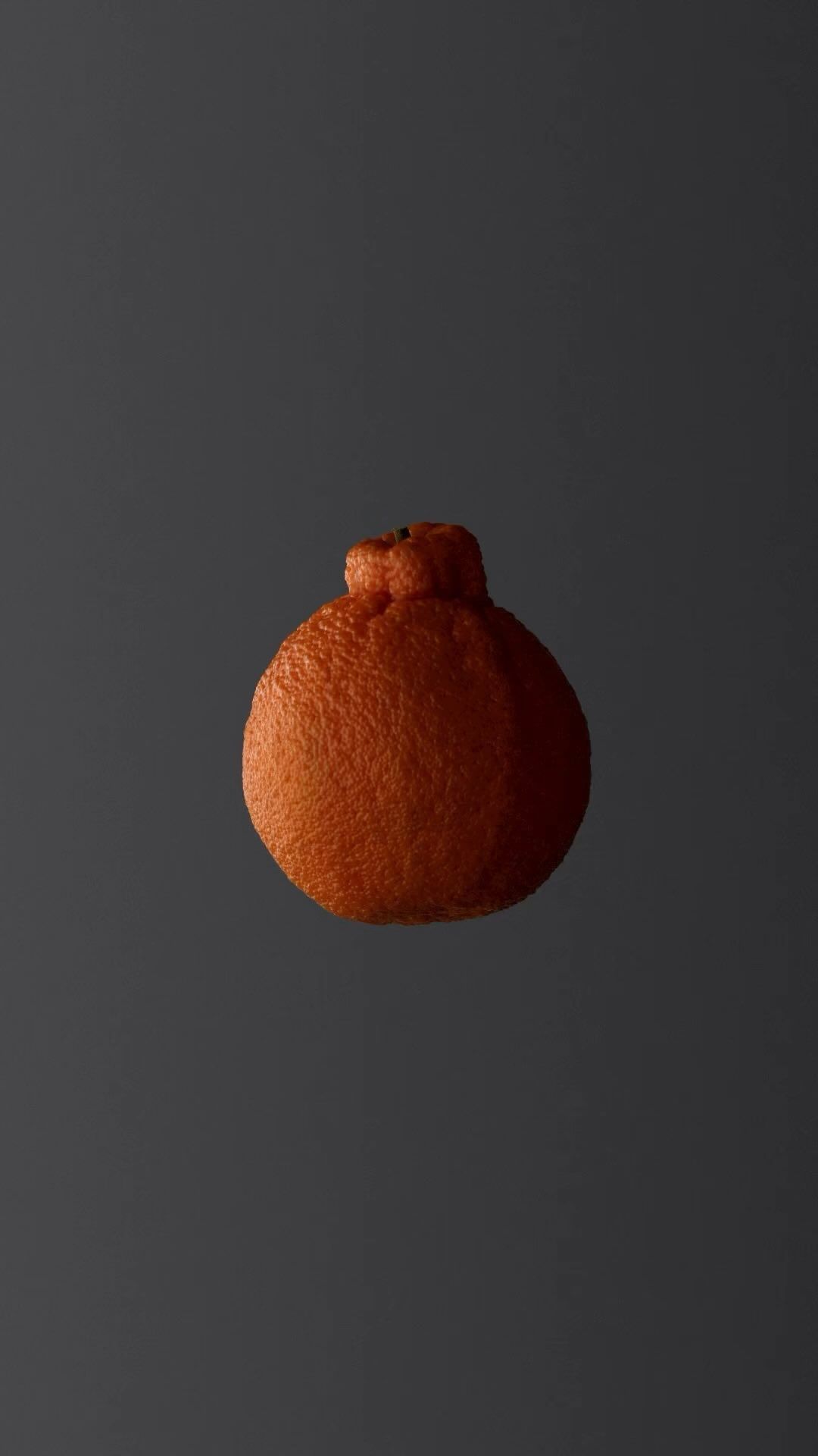 Studio shot of an isolated Sumo Mandarin orange on a gray background, highlighting its unique shape and textured skin.