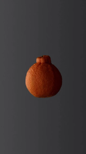 Studio shot of an isolated Sumo Mandarin orange on a gray background, highlighting its unique shape and textured skin.